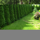 Živý plot - zelený plot před zvědavýma očima!